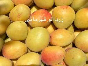 خرید نهال زردآلو قهرمانی دوساله