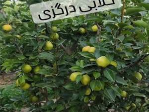 قیمت نهال گلابی درگزی سه ساله