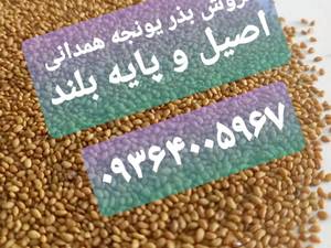 قیمت خرید انواع بذر یونجه پایه بلند در همدان