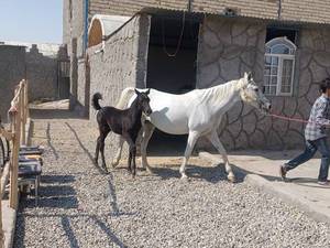 اسب ماردیان دارای تائیدیه 