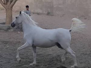 اسب ماردیان دارای تائیدیه 