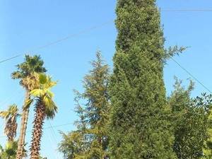 قیمت سرو شیراز در تهران