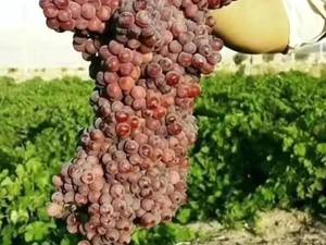 نهال انگور یاقوتی