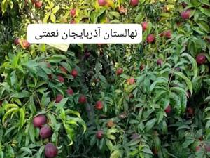 نهال شلیل کیوتو اصل در آذربایجان غربی