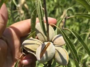 نهال بادام شکوفه