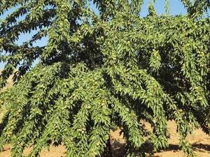 خرید و قیمت نهال بادام در دژکرد