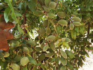 خرید و قیمت نهال بادام در دژکرد