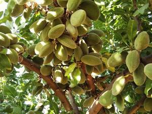 خرید و قیمت نهال بادام در دژکرد