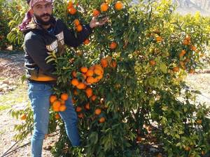 خرید نهال مرکبات در جهرم