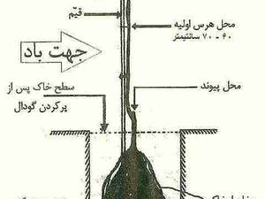 نهال،شاهرود دیرگل در انواع رقم (کاشت دیم)