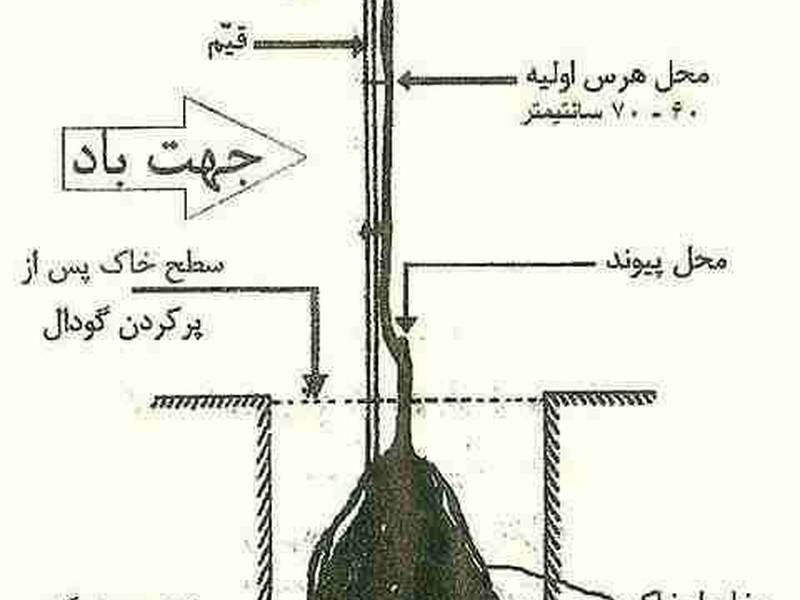 نهال،شاهرود دیرگل در انواع رقم (کاشت دیم)