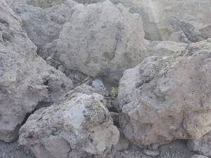 خرید و فروس خرسک آهن 