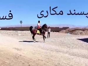 خرید و فروش اسب اصیل در فارس