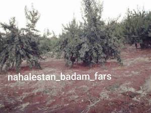 نهال،شاهرود دیرگل در انواع رقم (کاشت دیم)