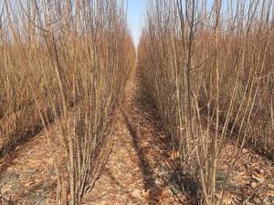 تولید و فروش نهال انار در همدان