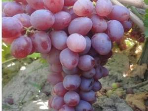 خرید قیمت نهال شصت عروسی
