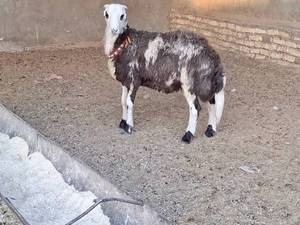 فروش بره زنده در اصفهان