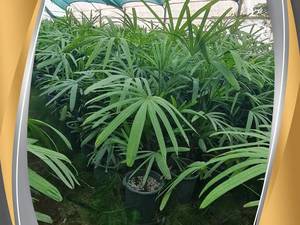 مجتمع تولیدی گل و گیاه عباسپور