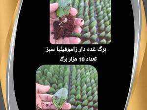 قیمت برگ غده دار زاموفیلیا بلک