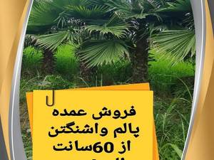 فروش عمده پالم واشنگتن
