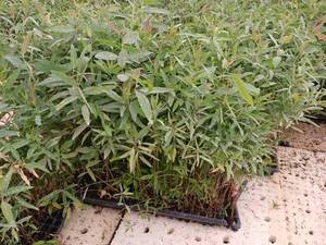 خرید و قیمت نشا اکلیبتوس 