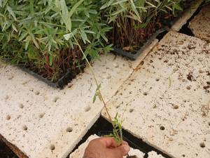 خرید و قیمت نشا اکلیبتوس 