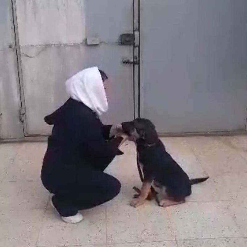 آموزش سگ در رودسر
