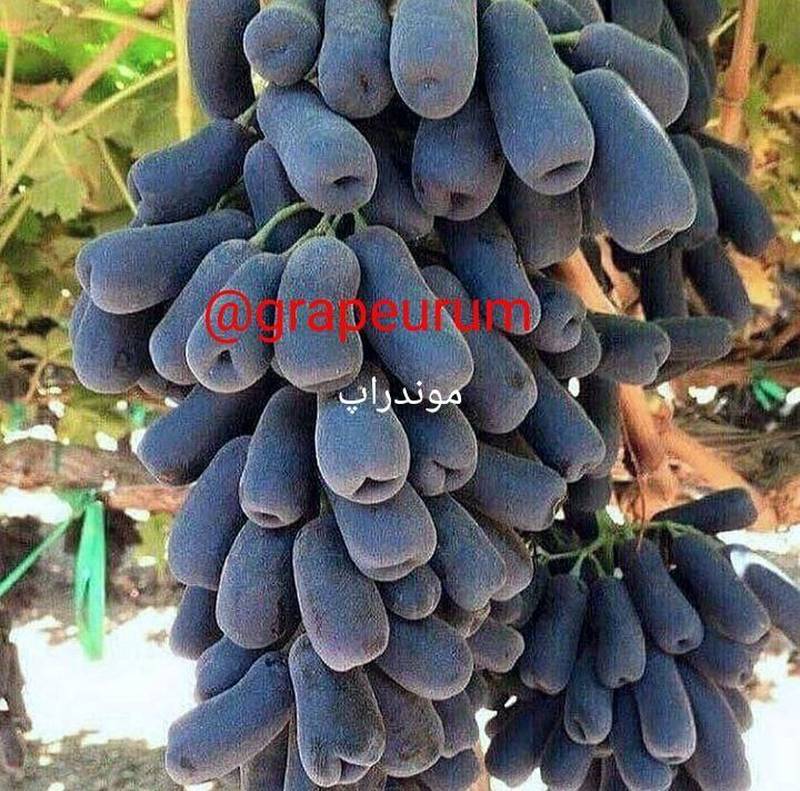 فروش نهال انگور بلک ویلیام (موندراپ)