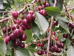 قیمت خرید نهال در زنجان