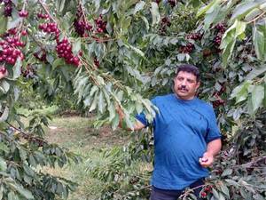 قیمت خرید نهال در زنجان