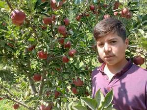خرید نهال سیب زرد لبنان
