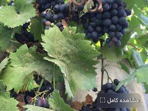 خرید نهال انگور ارزان در سردشت با کیفیت عالی