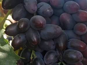 خرید نهال انگور ارزان در سردشت با کیفیت عالی
