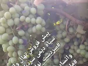 پیش فروش نهال ارزان در سردشت