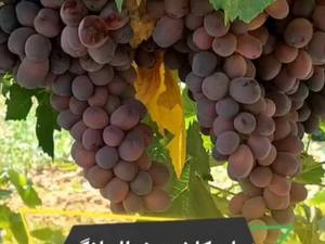 پیش فروش نهال ارزان در سردشت