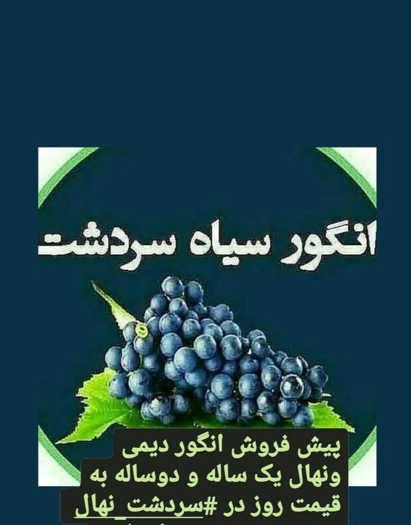 بهترین معتبرترین نهالستان در سردشت