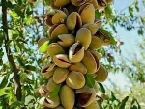 نوع رقم بادام درختی فرانیس 
