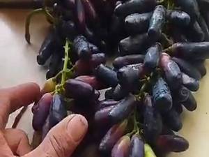 خرید نهال انگور در خوی