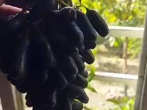 خرید انواع نهال در ماکو