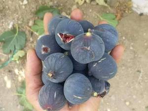 قیمت بروز انواع نهال از نهالستان سردشت 