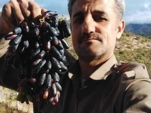 قیمت خرید نهال میوه در مهاباد
