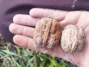خرید نهال میوه در میاندوآب