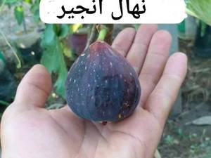 خرید و قیمت نهال انجیر سیاه