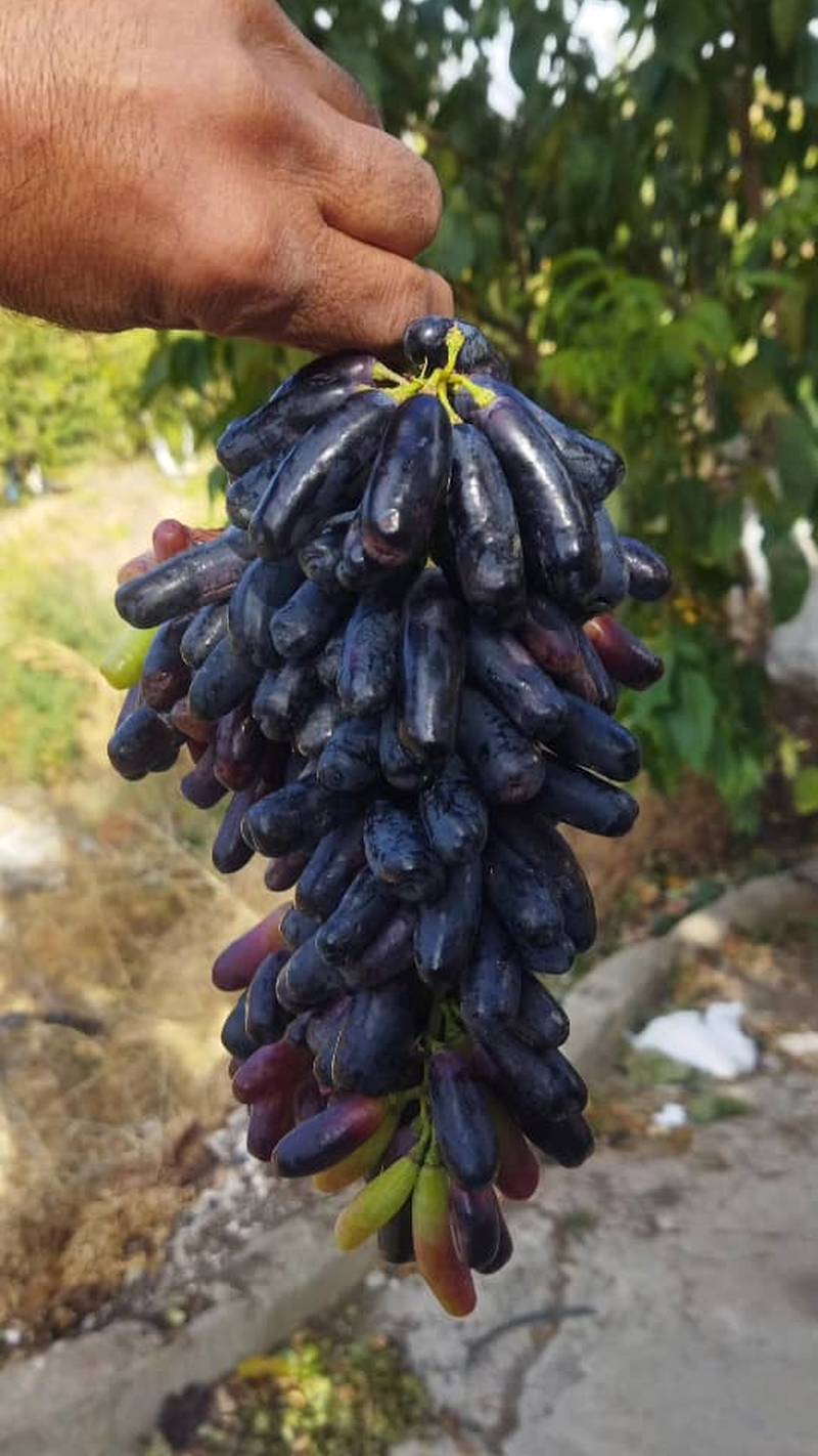 خرید نهال انگور موندارپ در تاکستان