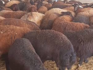 قیمت خرید گوسفند قزل افشار در اصفهان