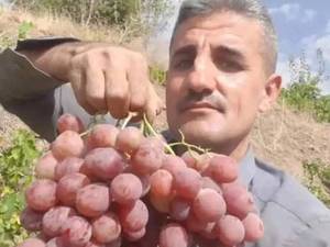 خرید و قیمت نهال انگور ردگلوب