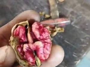 فروش نهال گردو توسرخ در تهران
