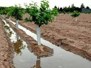 آموزش اصولی کاشت نهال 