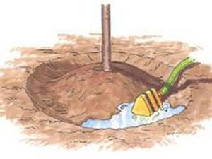 آموزش اصولی کاشت نهال 