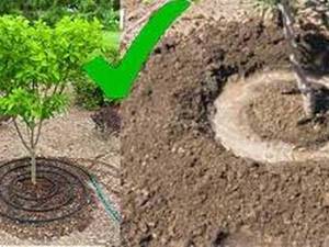 آموزش اصولی کاشت نهال 